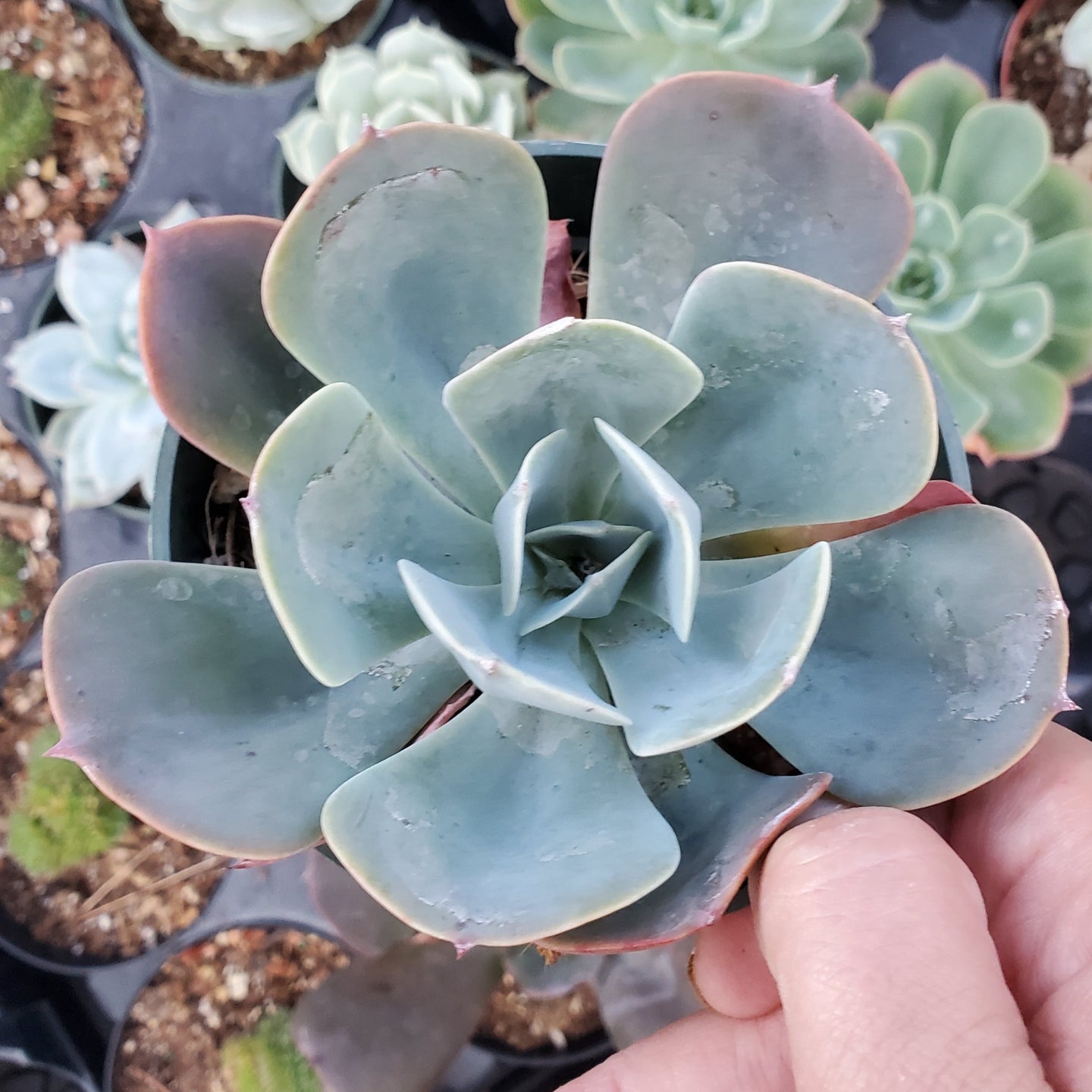 Echeveria 'Muesli'
